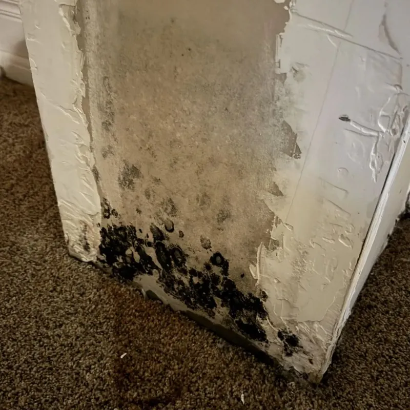 Professional Mold Removal in Bandon, OR